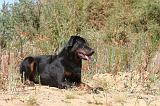 BEAUCERON 265